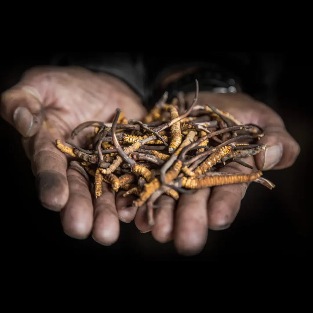 Yarshagumba capsule information